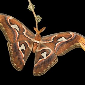 Der "Größte" - Attacus atlas