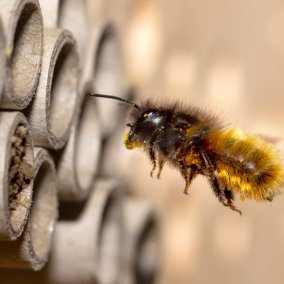 Foto: David Hablützel von Pixabay