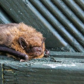 Wald x Würth «Fledermauskasten bauen»