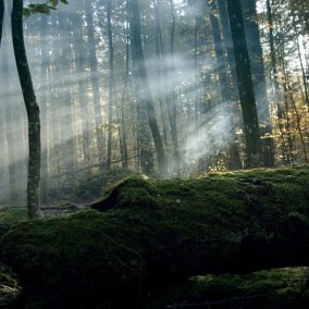 Filmabend «Der wilde Wald»