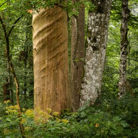 Buchpräsentation «Im Jahr des Waldes»