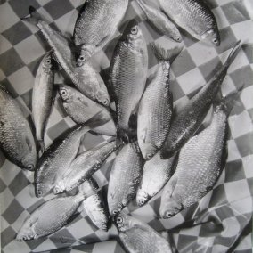 René JACQUES (1908 – 2023), Poissons, 1950-1960
