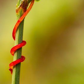 Convovulaceae, Cuscuta epithymum, Foto: Maren Riemann