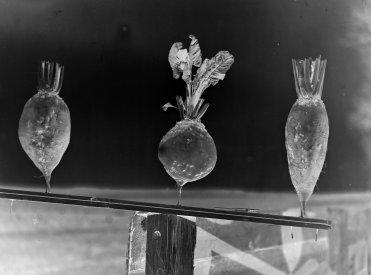 Zu sehen ist ein invertiertes schwarz-weiß-Foto von drei Wurzelgemüsen.