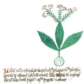 Madonnenlilie, aus: De simplici Medicina, Kräuterbuch-Handschrift, 14. Jh., Universitätsbibliothek Basel.