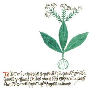 Madonnenlilie. Aus: De Simplici Medicina, Kräuterbuch-Handschrift, 14. Jh., Universitätsbibliothek Basel