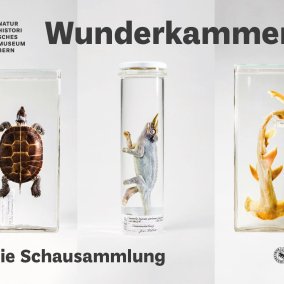 Sammlungsobjekte in der Wunderkammer