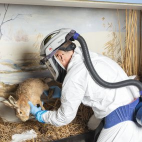 NMBE Präparation Monitoring Tiere der Schweiz 2396