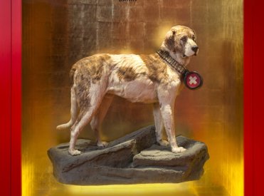 Barry – The legendary St Bernard Dog