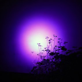 Lichtkreis in rosa und lila an eine Wand mit Pflanzen 