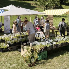 Heilkräutertage mit Führungen