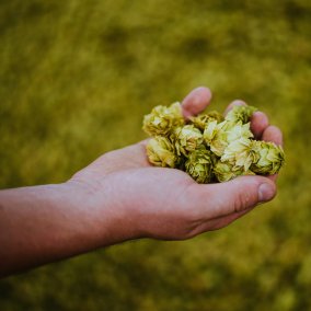 Bier auf der Burg - Workshop ©Ryan Cuerden / Unsplash