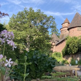 Of roots and herbs - Thematic tour ©Château du Haut-Koenigsbourg