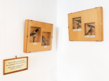 Ausgestopfte heimische Vögel gehören zu den Anfängen der Museumssammlung.