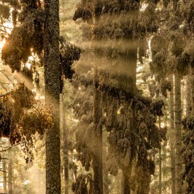 Europäischer Naturfotograf Wald 