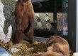 © Alle Rechte vorbehalten Wildlife-Naturkundemuseum