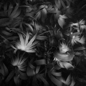 Photo showing underwater plants