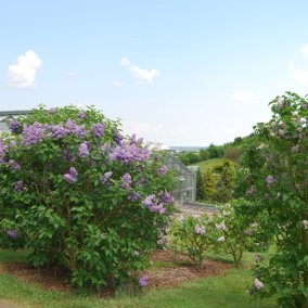 Conservatoire et Jardins botaniques de Nancy