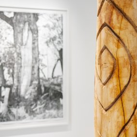 Dhulu, Baumstamm der Kamilaroi Gemeinschaft der Aboriginies