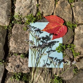 Rotes Blatt und Pflänzchen auf Papier