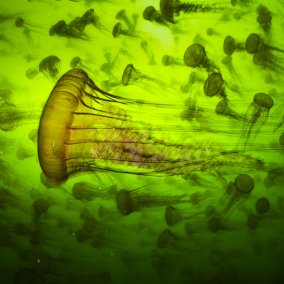 Qualle in grünem Wasser (c) Ralph Pace, Wildlife Photographer of the Year