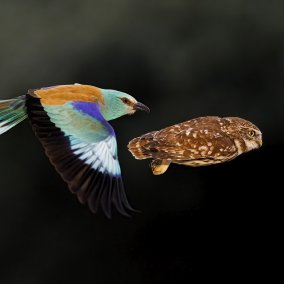 Bence Maté, Wildlife Photographer of the Year