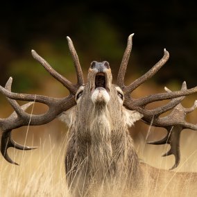 Röhrender Hirsch, Jamie Smart, Wildlife Photographer of the Year