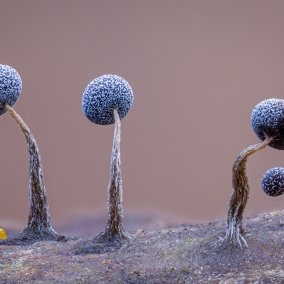Schleimpilze / Kutu Uddin, Wildlife Photographer of the Year