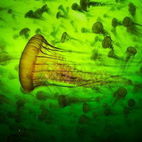 Qualle (c) Ralph Pace, Wildlife Photographer of the Year