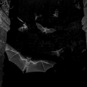 Fledermäuse in einer schwarzen Höhle. Sitaram Raul, Wildlife Photographer of the Year