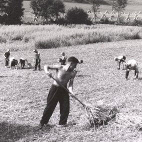 Arbeiten auf dem Feld, Schulheim Schillingsrain, Liestal, zw. 1943-1957
