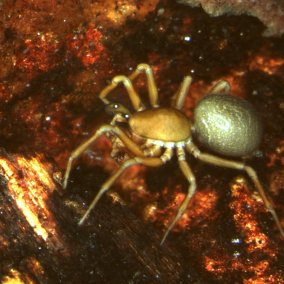 Museumsbar: Caracladus zamoniensis