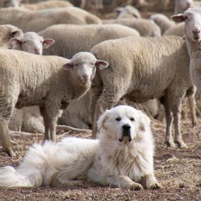 Museumsbar_Herdenschutzhund 