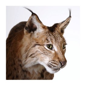 Eurasischer Luchs