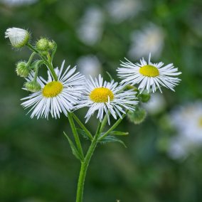 Berufkraut, Foto: Stock 