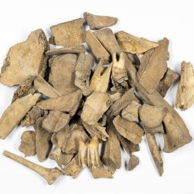 Tierknochen aus der Grabung Rötteln (Foto: Simon Trixl, LAD)