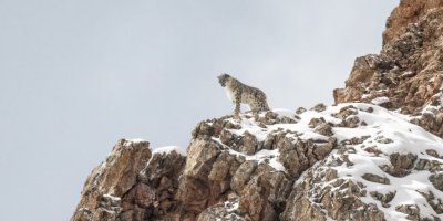Panthere-des-neiges-Tibet ©Vincent Munier