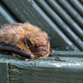 Wald x Würth «Fledermauskasten bauen»
