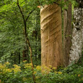 Buchpräsentation «Im Jahr des Waldes»
