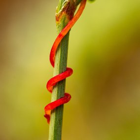 Convovulaceae, Cuscuta epithymum, Foto: Maren Riemann
