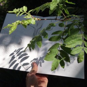 Begegnung mit Pflanzen und Bildern für einen Tag, Workshop mit Tobias Kraft