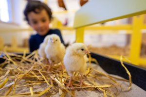Zwei Küken, auf Stroh stehend, im Hintergrund ist ein Kind zu sehen 