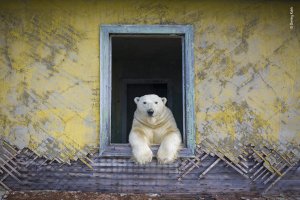 Dmitry Kokh, Wildlife Photographer of the Year