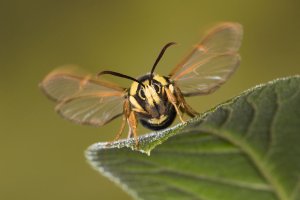 Der "Hochstapler" - Sesia apiformis