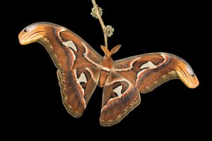 Der "Größte" - Attacus atlas