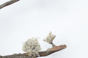 A photography of a tree branch with flowers made of dead skins
