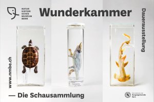 Sammlungsobjekte in der Wunderkammer