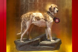 Barry – The legendary St Bernard Dog