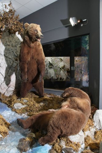 Wildlife-Natural Science Museum