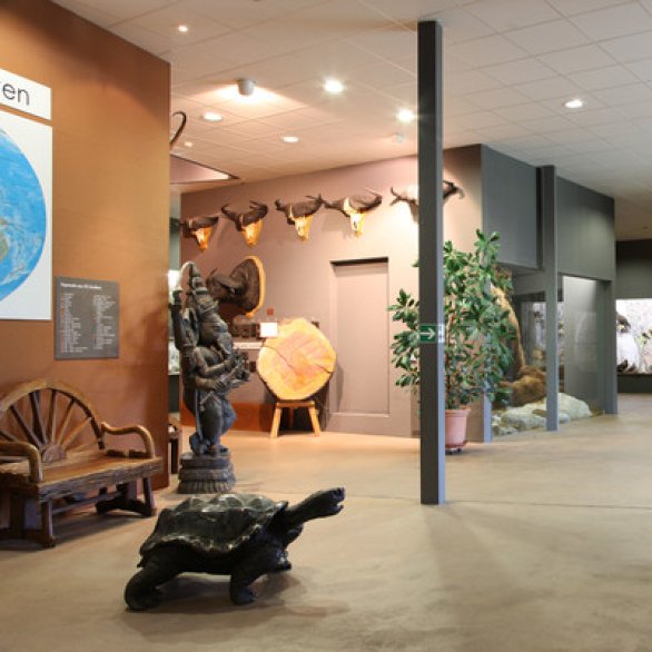 Musée d'histoire naturelle Wildlife